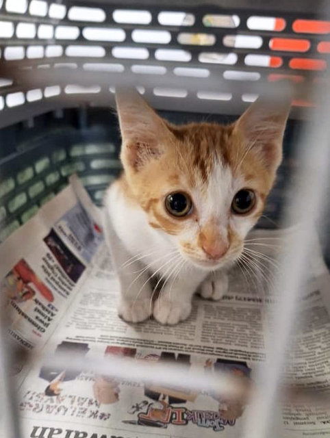 Tiny Boy - Domestic Short Hair Cat