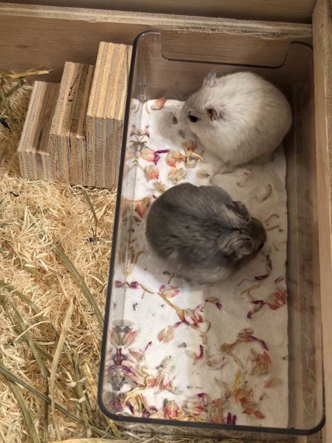 Winter Dwarf Hamsters - Short Dwarf Hamster Hamster