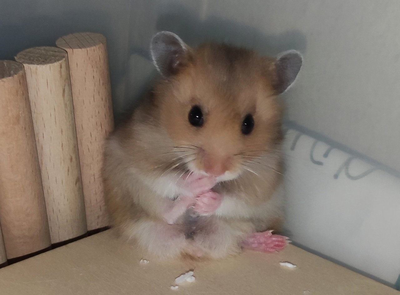 Long Hair Baby Syrain - Syrian / Golden Hamster Hamster