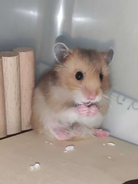 Long Hair Baby Syrain - Syrian / Golden Hamster Hamster