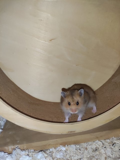 Long Hair Baby Syrain - Syrian / Golden Hamster Hamster