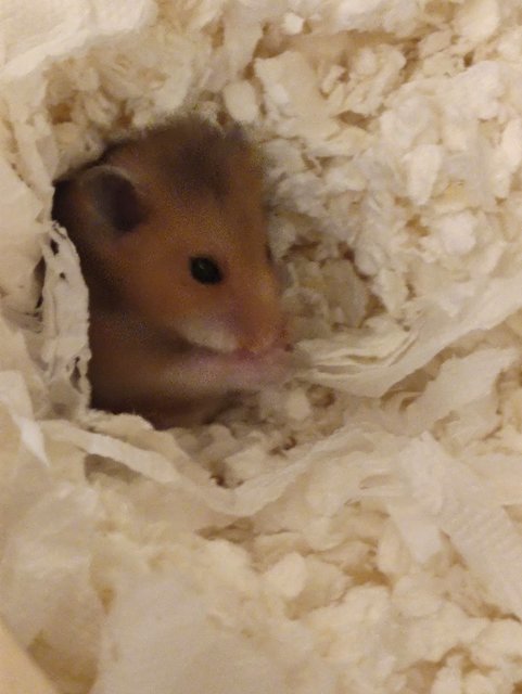 Long Hair Baby Syrain - Syrian / Golden Hamster Hamster