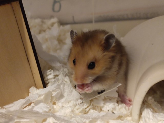 Long Hair Baby Syrain - Syrian / Golden Hamster Hamster