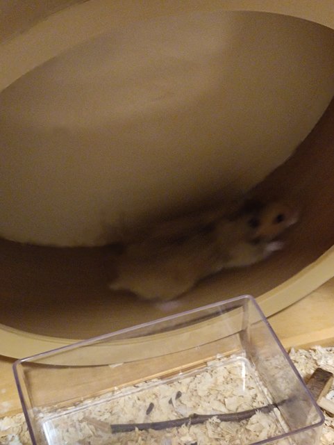 Long Hair Baby Syrain - Syrian / Golden Hamster Hamster