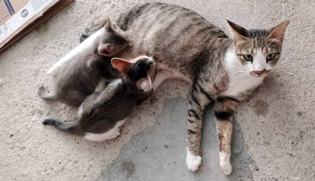 Mama Cleo &amp; Babies - Domestic Short Hair Cat