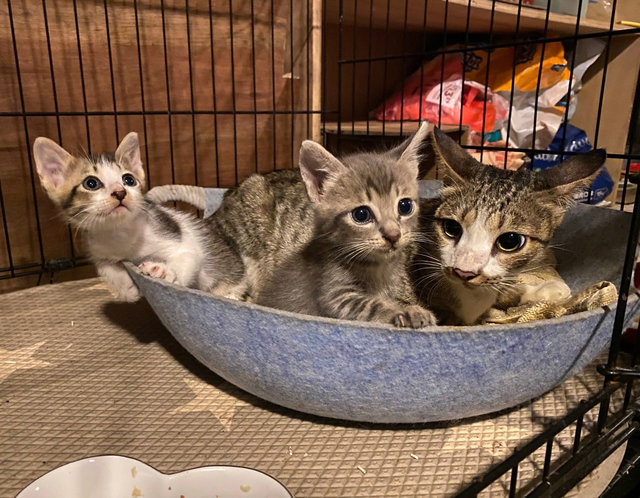 Mama Cleo &amp; Babies - Domestic Short Hair Cat