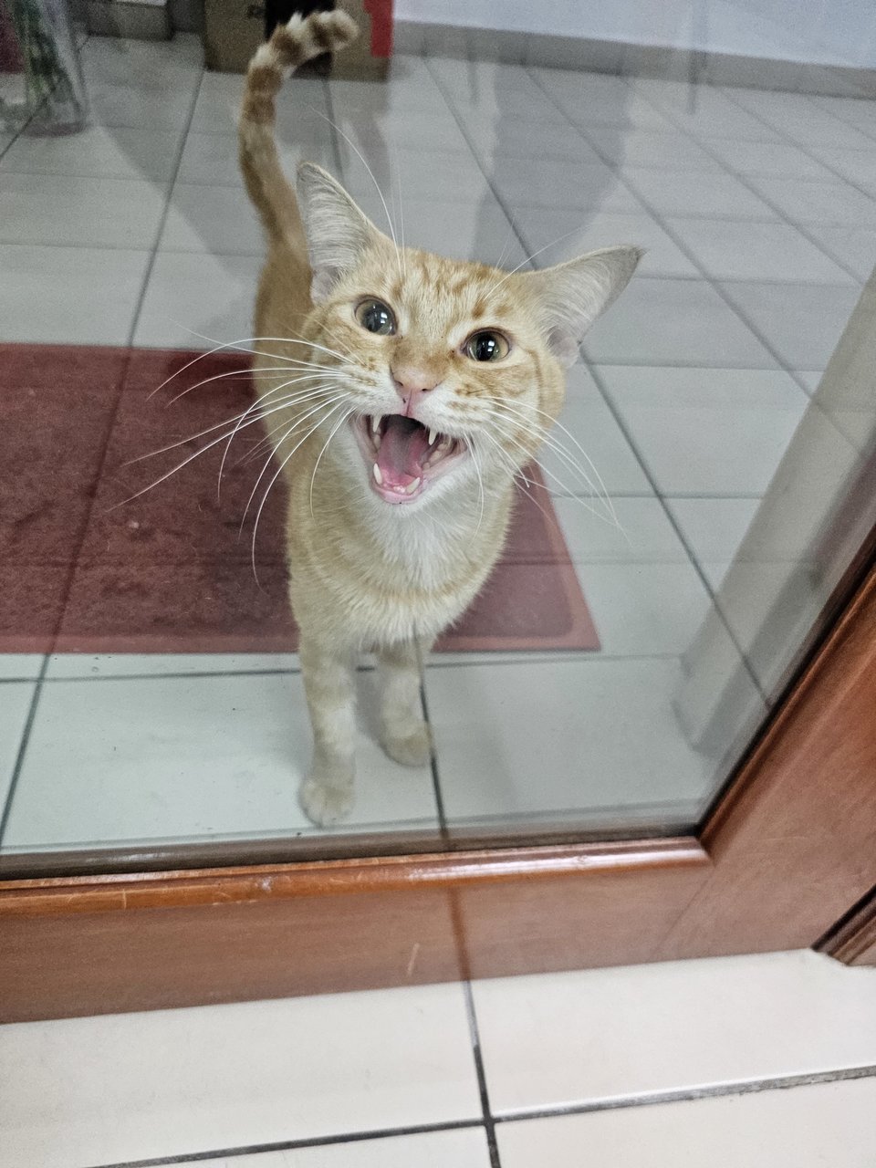 Gingery Boyboy - Tabby Cat