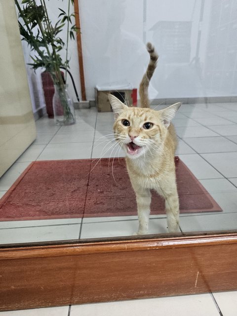 Gingery Boyboy - Tabby Cat