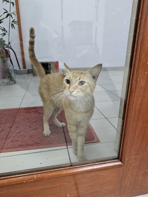 Gingery Boyboy - Tabby Cat