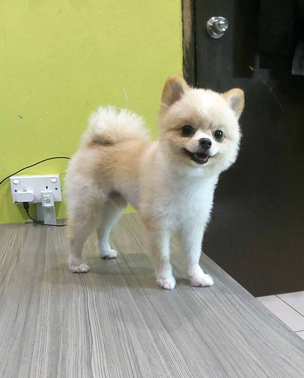 Lassie  - Pomeranian Dog