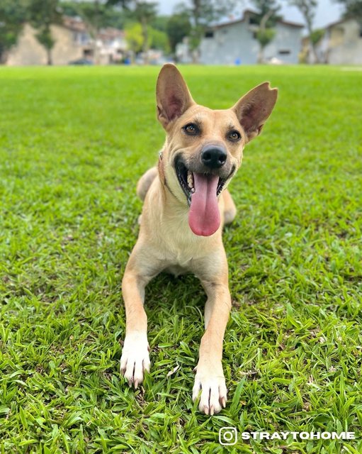 Lizzie - Mixed Breed Dog