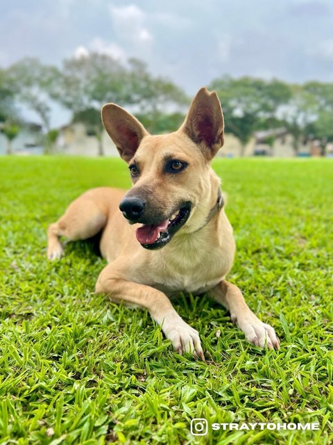 Lizzie - Mixed Breed Dog