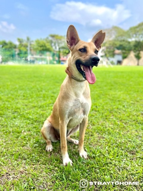 Lizzie - Mixed Breed Dog