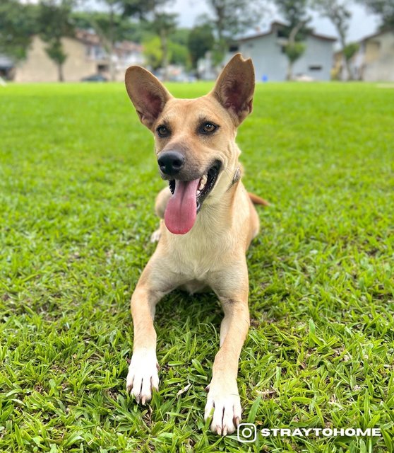 Lizzie - Mixed Breed Dog