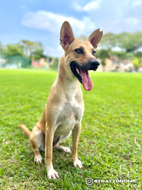 Lizzie - Mixed Breed Dog