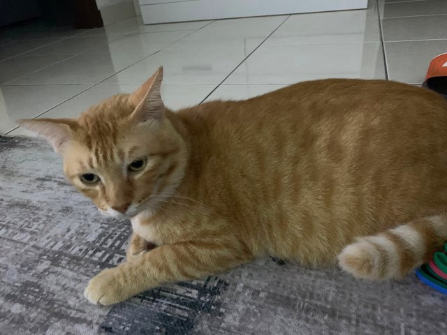 Oyen - Domestic Short Hair Cat