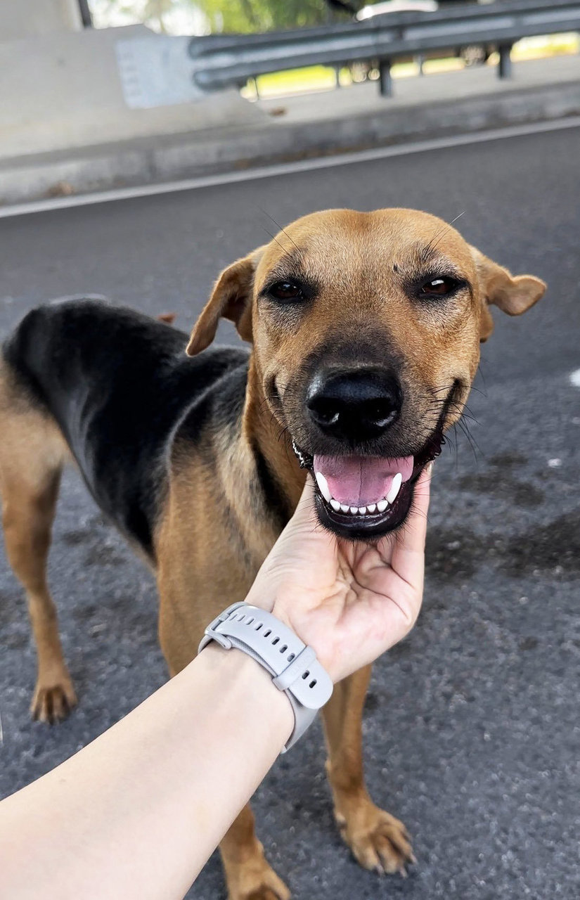 Roti - Mixed Breed Dog