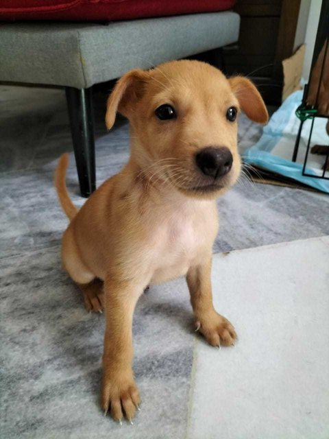 Hugo 1 &amp; 2 - Labrador Retriever Mix Dog