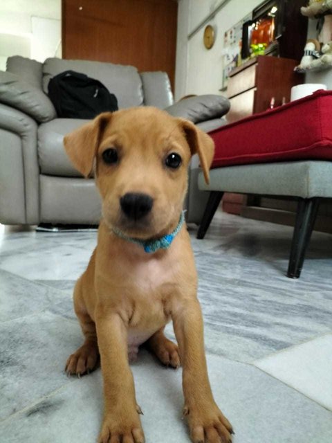 Hugo 1 &amp; 2 - Labrador Retriever Mix Dog