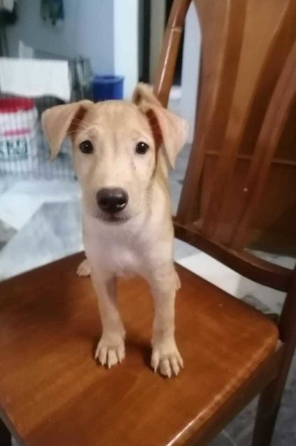 Hugo 1 &amp; 2 - Labrador Retriever Mix Dog