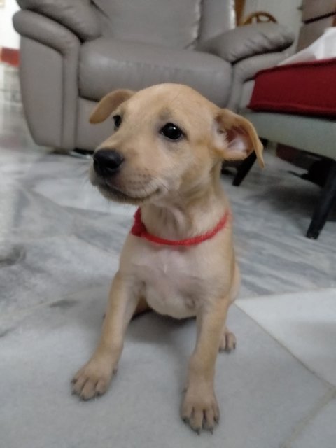 Pinky &amp; Orangie  - Labrador Retriever Mix Dog