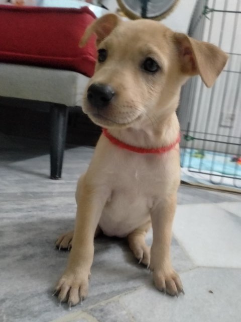 Pinky &amp; Orangie  - Labrador Retriever Mix Dog