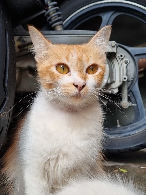 Felicia - Domestic Long Hair Cat