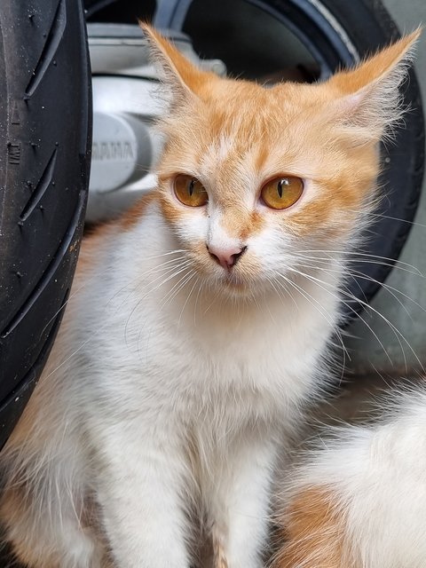 Felicia - Domestic Long Hair Cat