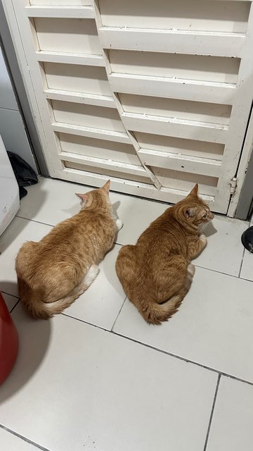 Cooper &amp; Dash - Domestic Short Hair + Domestic Medium Hair Cat