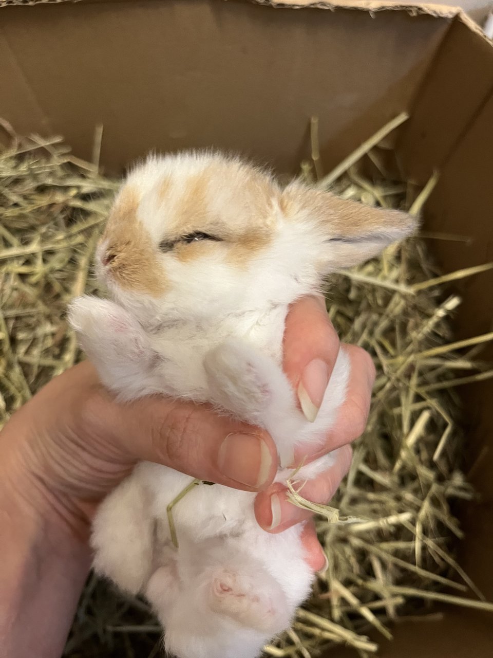 Hashbrown - Holland Lop Rabbit