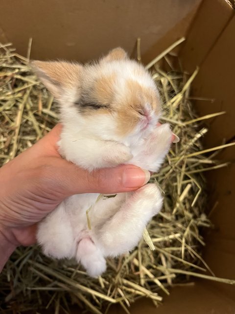 Hashbrown - Holland Lop Rabbit