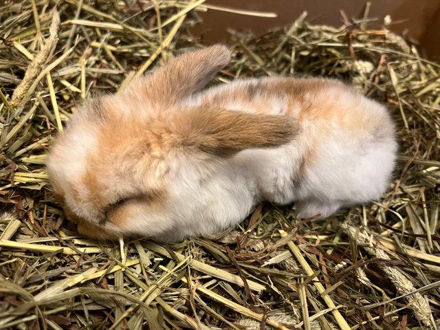 Hashbrown - Holland Lop Rabbit