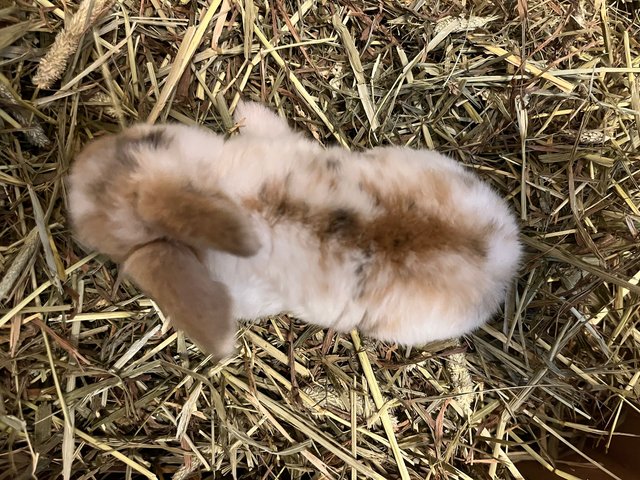 Hashbrown - Holland Lop Rabbit