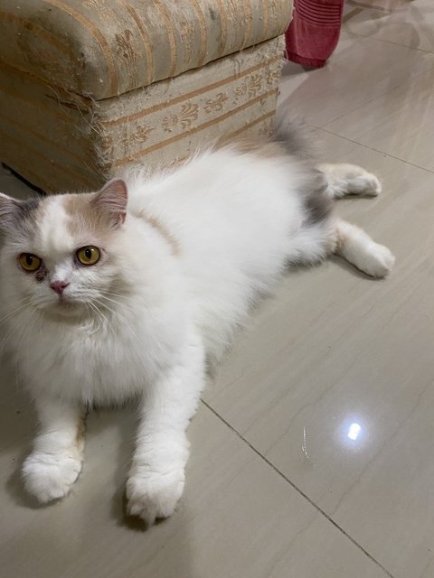 Hershey - Persian Cat