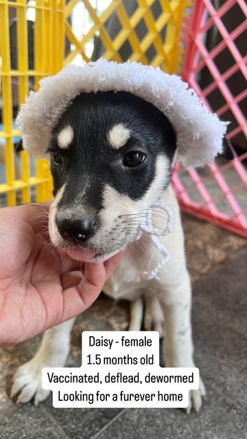 Daisy, Joey And Rooroo - Mixed Breed Dog