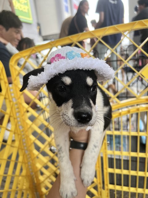 Daisy, Joey And Rooroo - Mixed Breed Dog