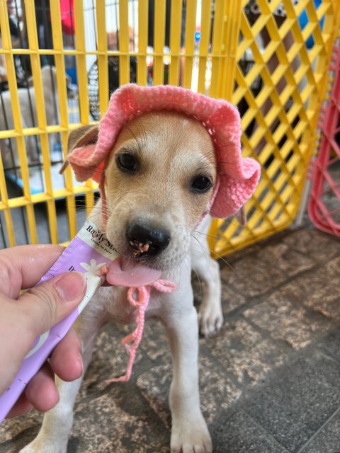 Daisy, Joey And Rooroo - Mixed Breed Dog