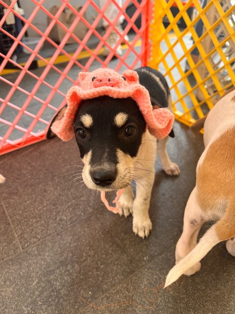 Daisy, Joey And Rooroo - Mixed Breed Dog