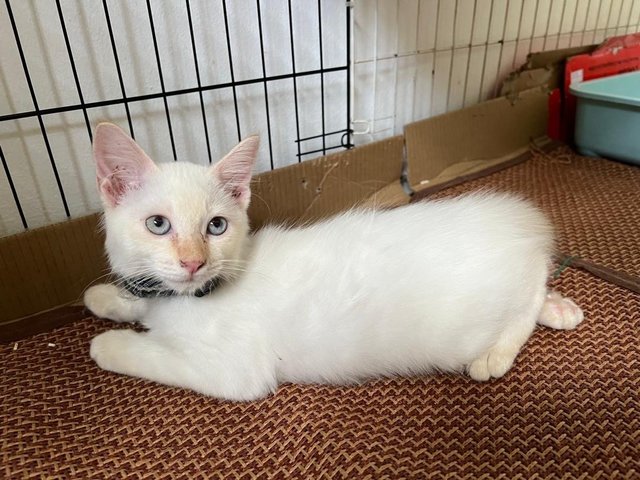 Snowy - Domestic Medium Hair Cat