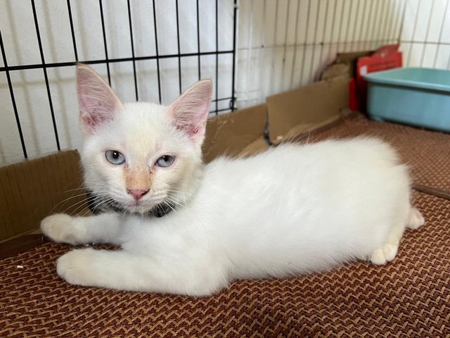 Snowy - Domestic Medium Hair Cat