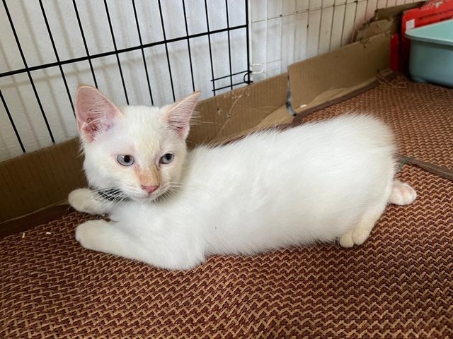 Snowy - Domestic Medium Hair Cat