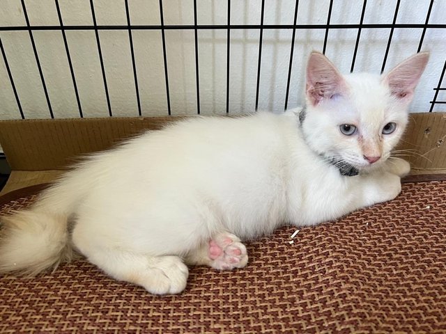 Snowy - Domestic Medium Hair Cat