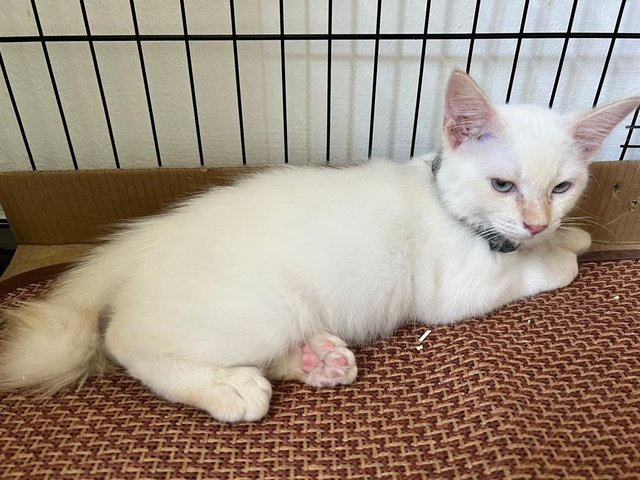 Snowy - Domestic Medium Hair Cat