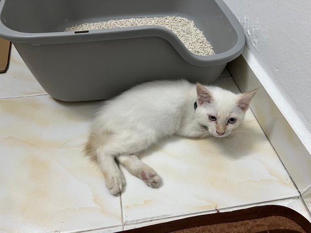 Snowy - Domestic Medium Hair Cat