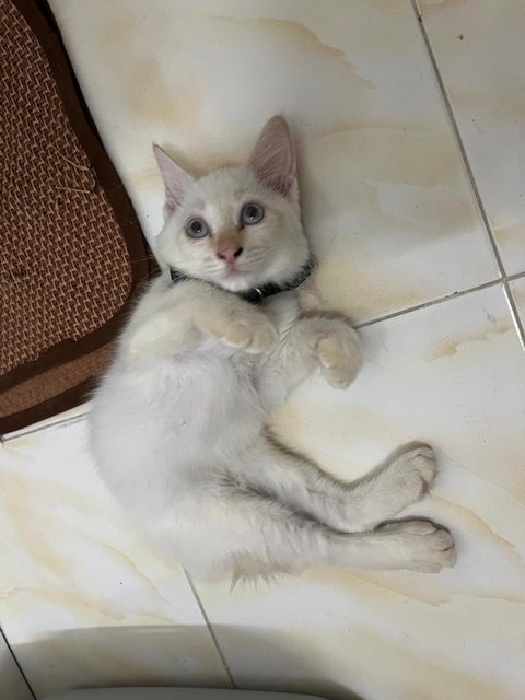 Snowy - Domestic Medium Hair Cat