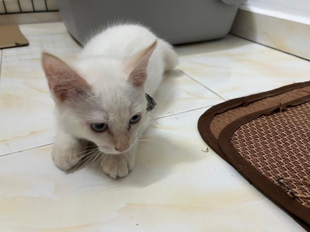 Snowy - Domestic Medium Hair Cat