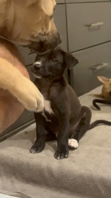 Crunch, Shadow, White Socks And Foxy - Black Labrador Retriever + Bedlington Terrier Dog