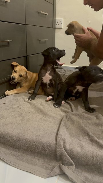 Crunch, Shadow, White Socks And Foxy - Black Labrador Retriever + Bedlington Terrier Dog