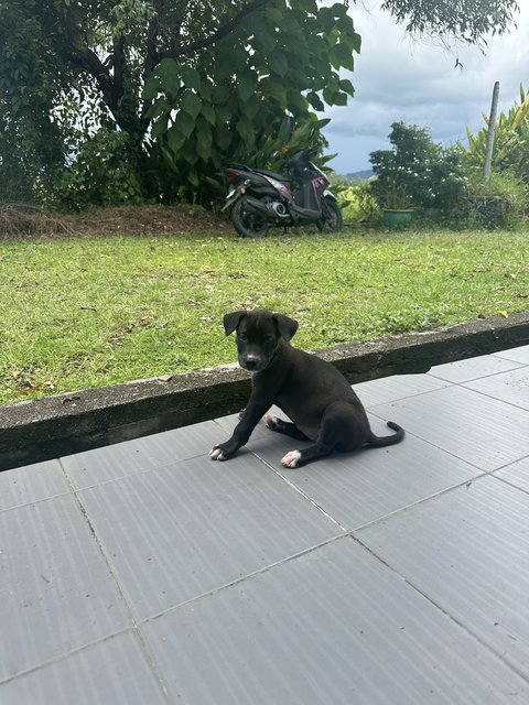 Crunch, Shadow, White Socks And Foxy - Black Labrador Retriever + Bedlington Terrier Dog