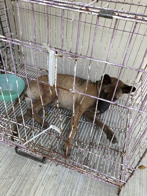 Petra  - Xoloitzcuintle/Mexican Hairless Dog